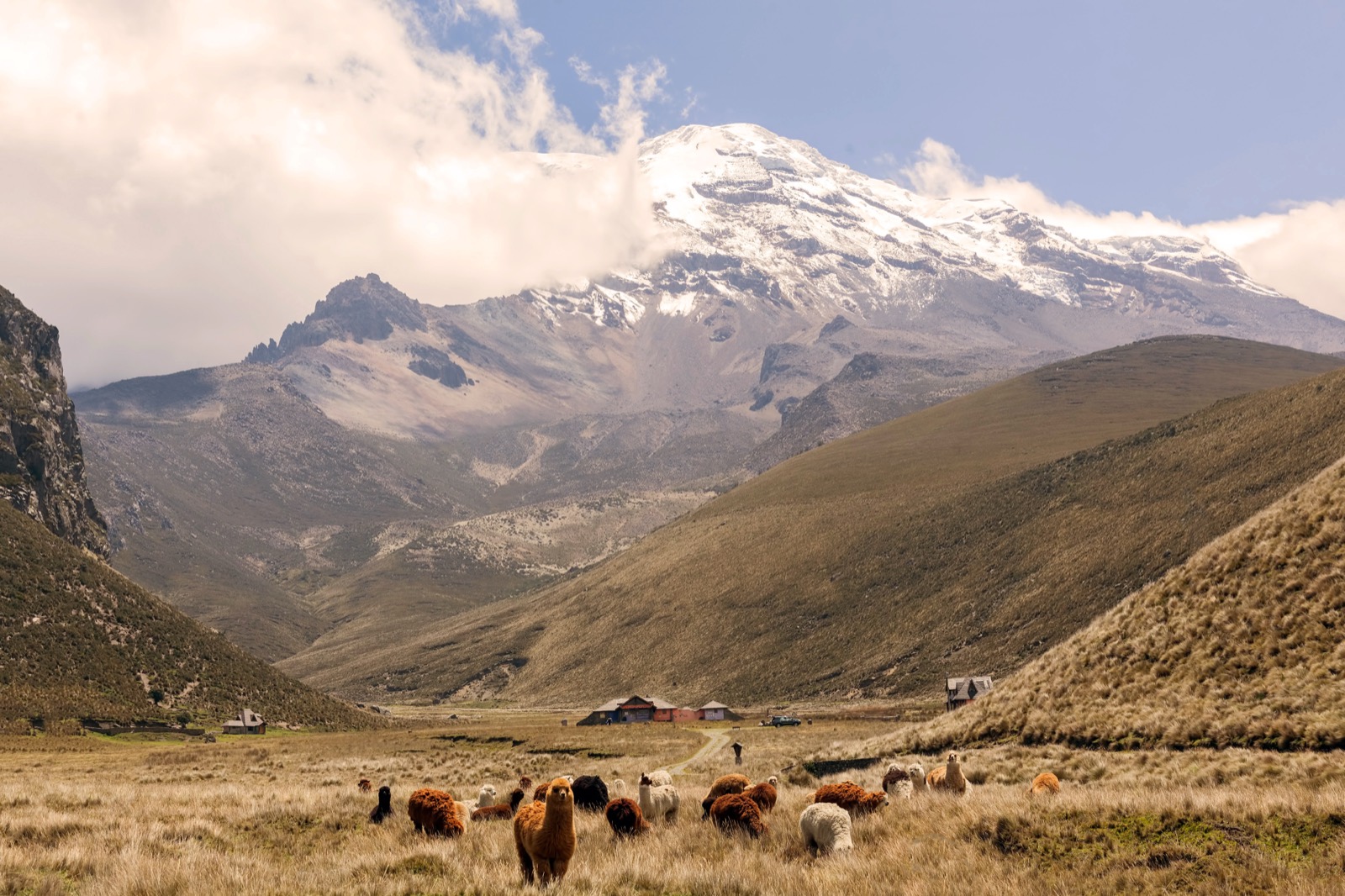 Alpaca grazing free on the high plain