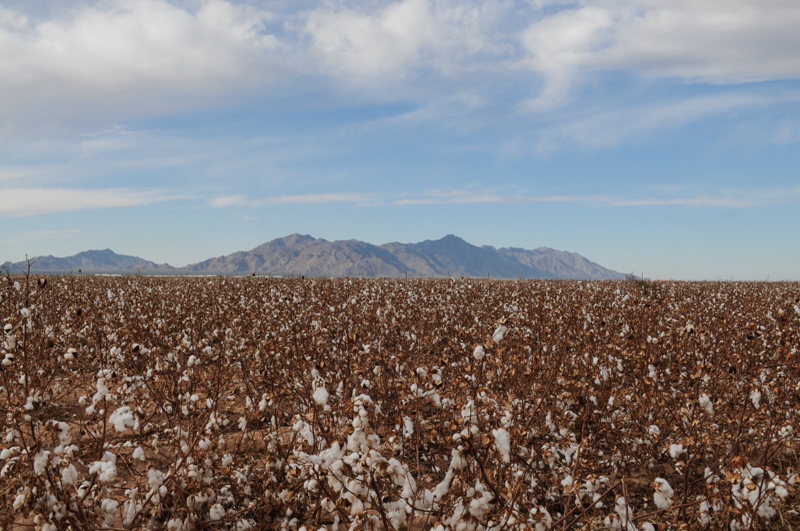 Cotton country below the range