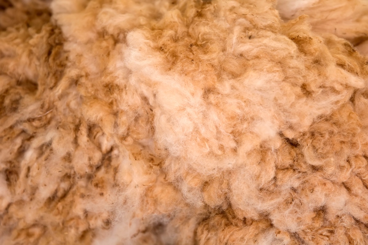 Alpaca fiber