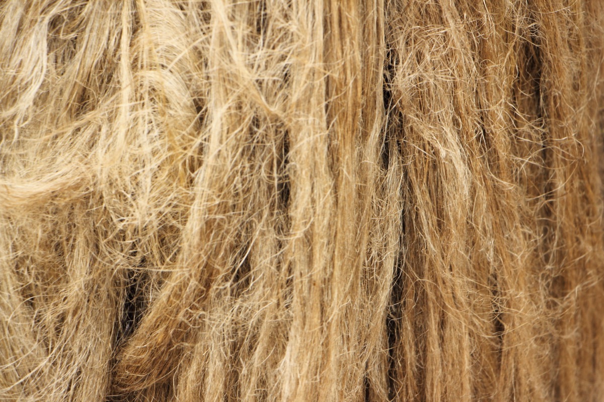 Linen fiber