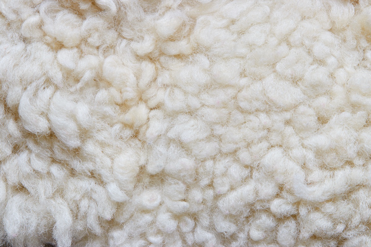 Wool fiber