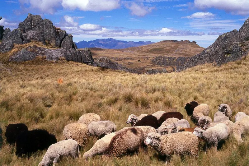Wool country in Ayacucho